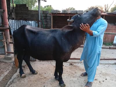 Beautiful, pure blood line, home grown female buffaloe for sale
