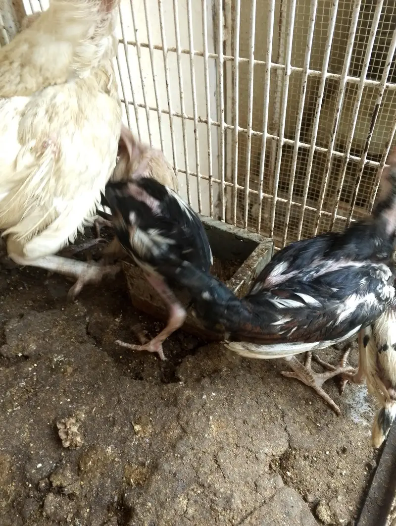 asel cheks 6 — photo 2