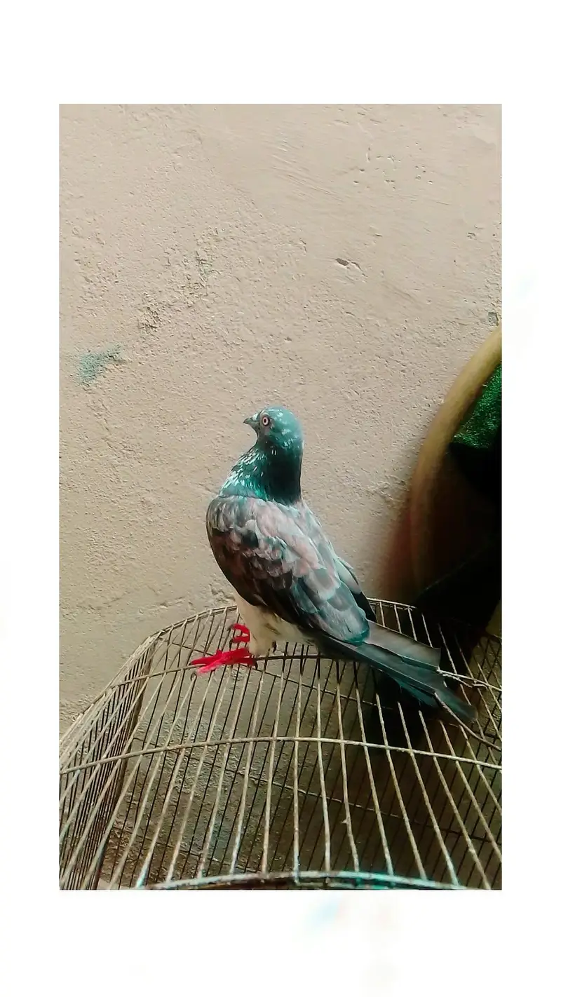 kabooter pair ha