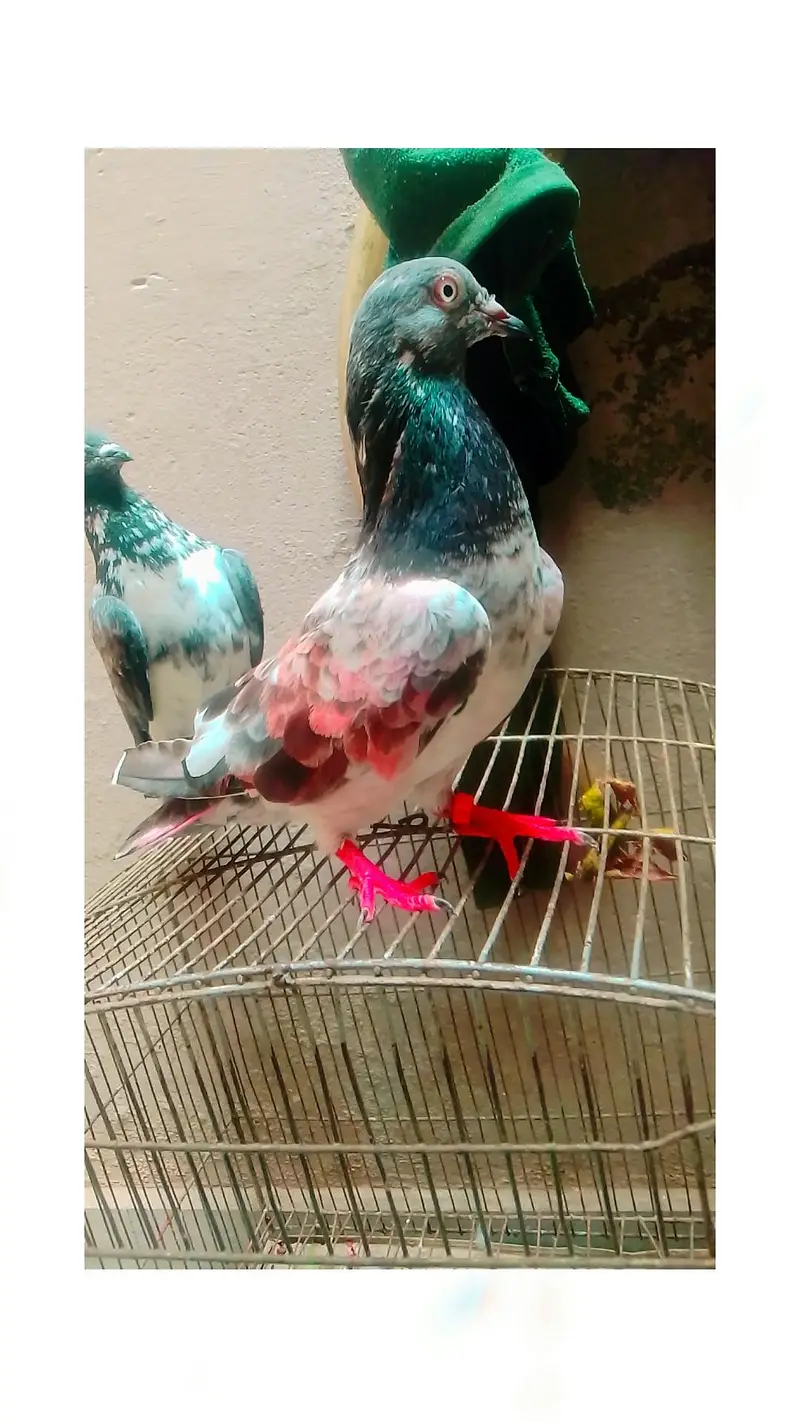 kabooter pair ha — photo 4