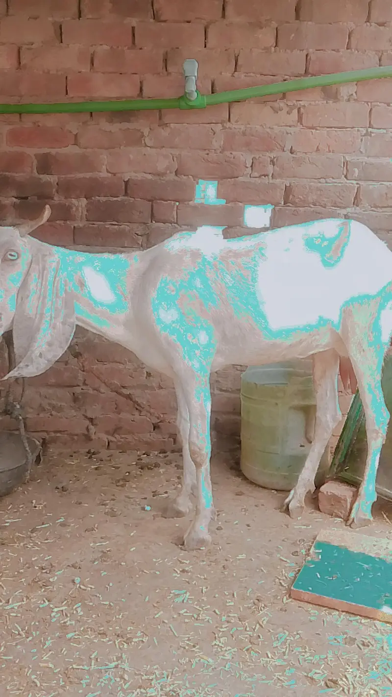 Pregnant goat urgant for sale