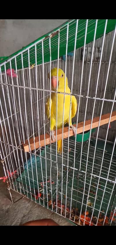 yellow female 03170377493