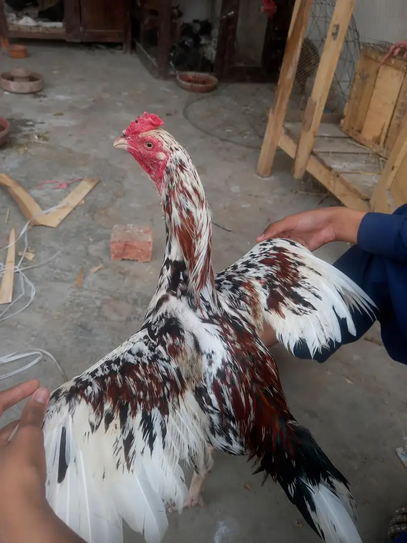 The Best Cheena Murga — photo 2