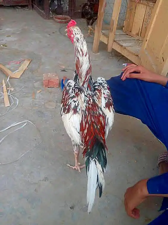 The Best Cheena Murga — photo 3