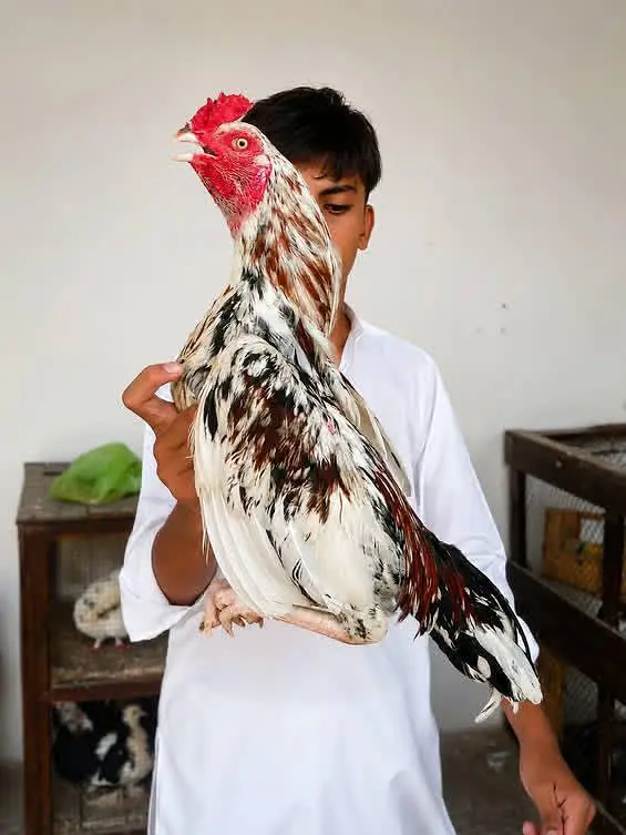 The Best Cheena Murga — photo 4