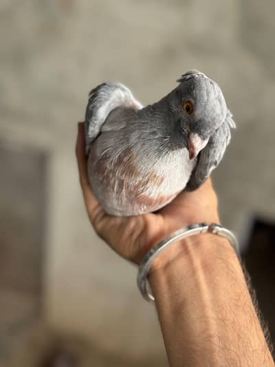 Egyptian swift and other pigeons