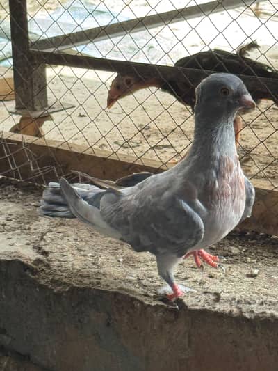 Egyptian swift and other pigeons