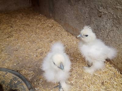 * SILKY CHICKS*