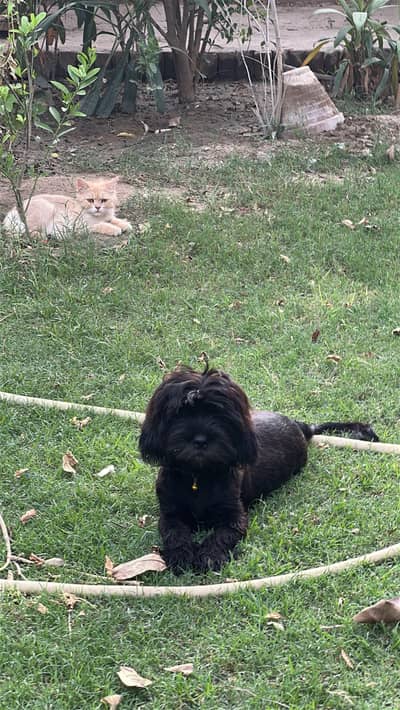 pure black Shihtzu female for sale