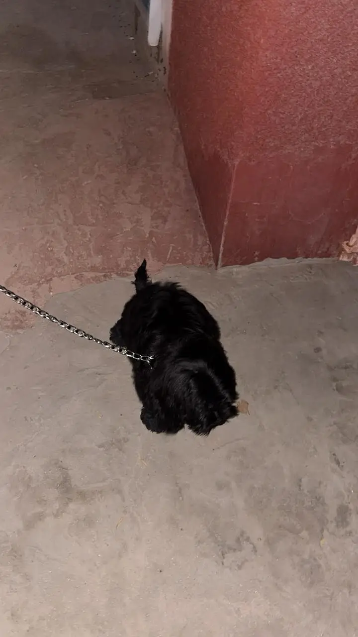 pure black Shihtzu female for sale — photo 2