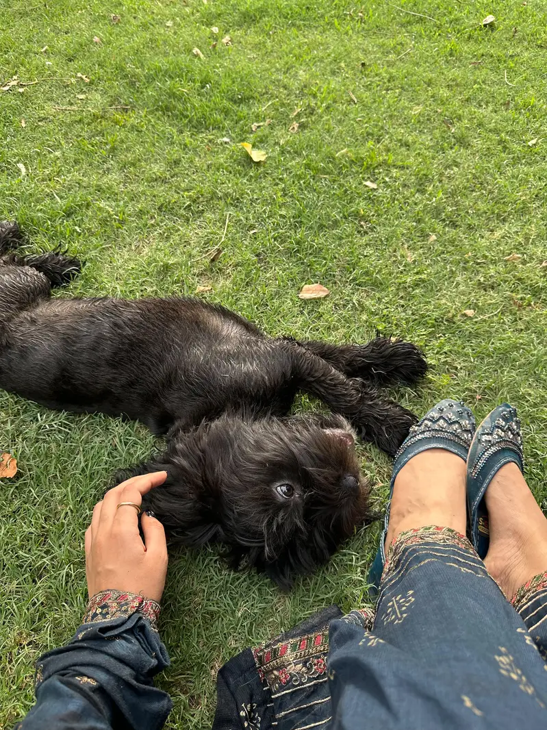 pure black Shihtzu female for sale — photo 3