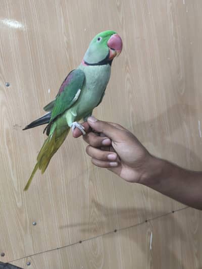 hand tame and talking raw parrot healthy contact number 03174373497