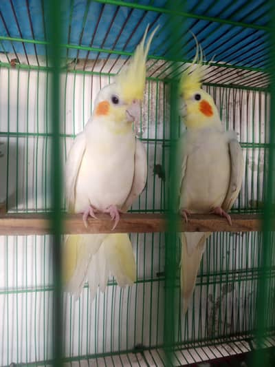 cocktail pair