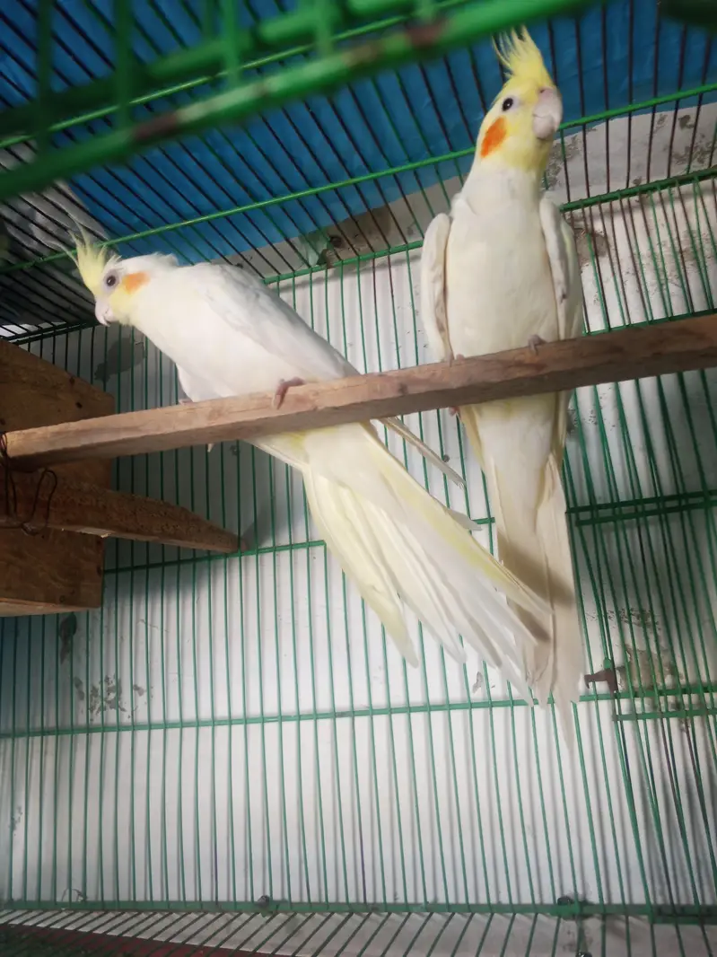 cocktail pair — photo 2
