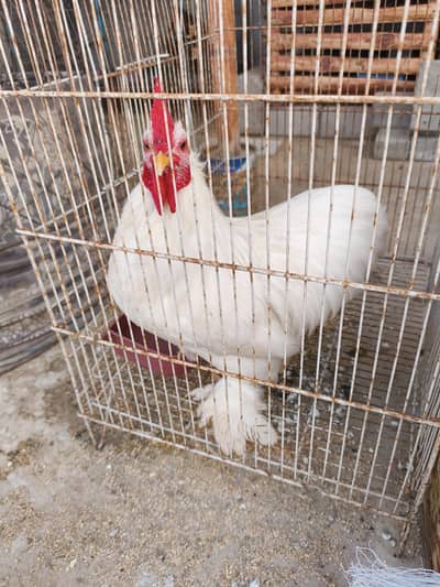 white Japanese Bantam