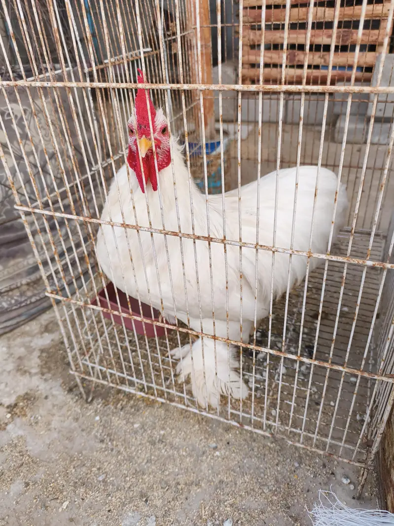 white Japanese Bantam