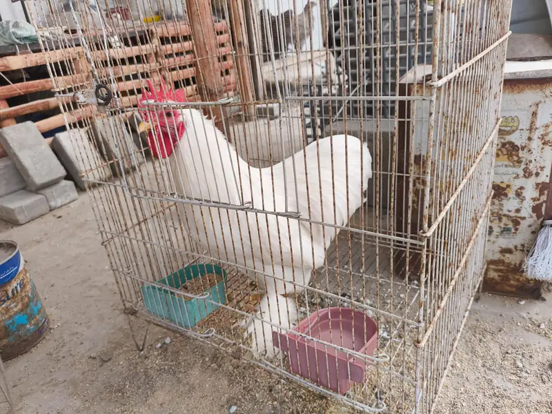 white Japanese Bantam — photo 2