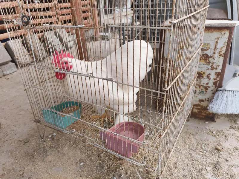 white Japanese Bantam — photo 3