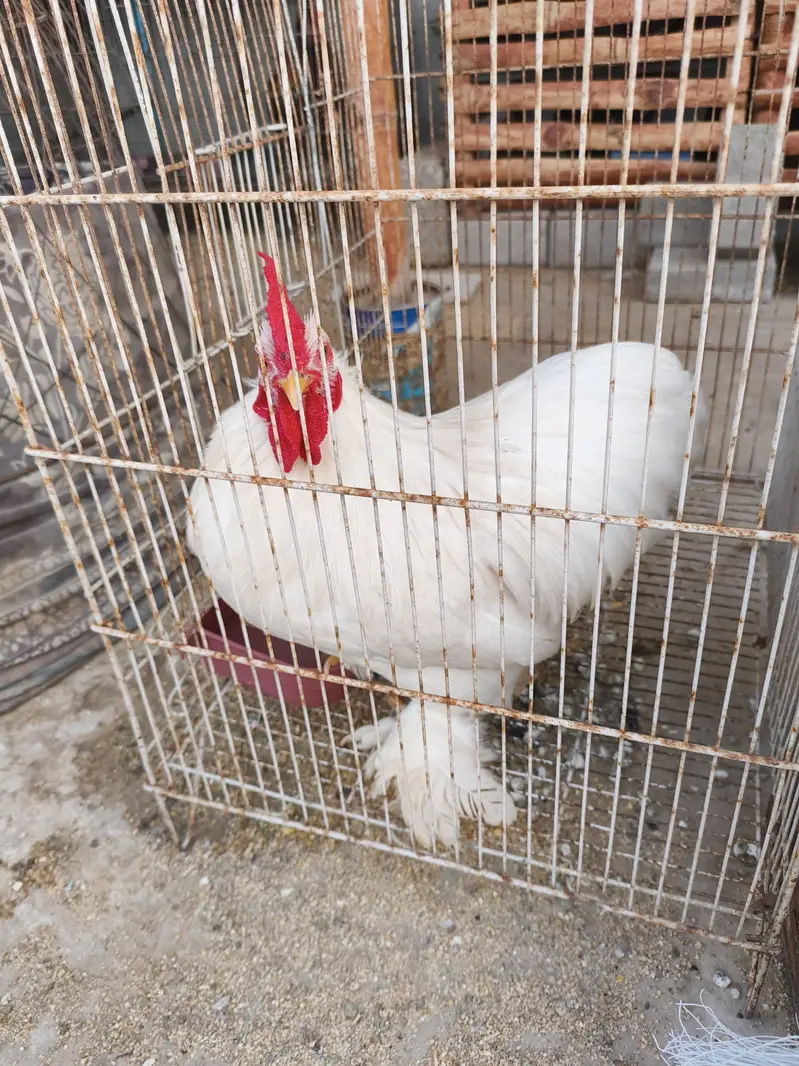white Japanese Bantam — photo 4