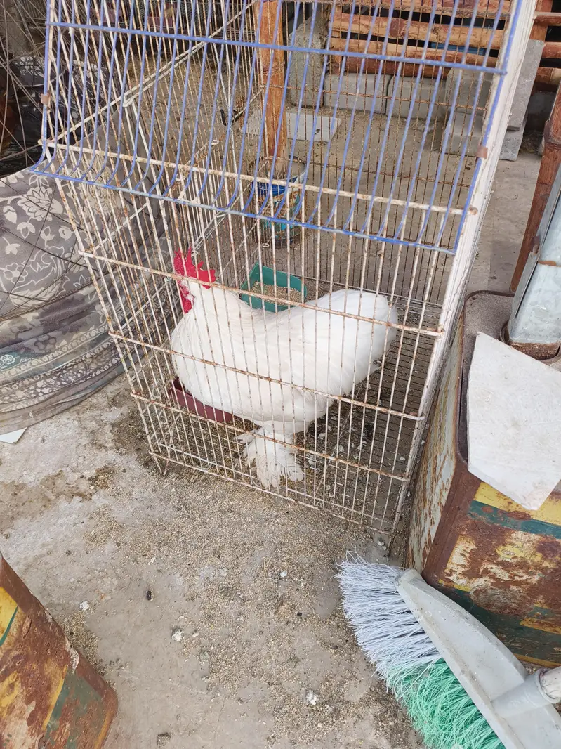 white Japanese Bantam — photo 5