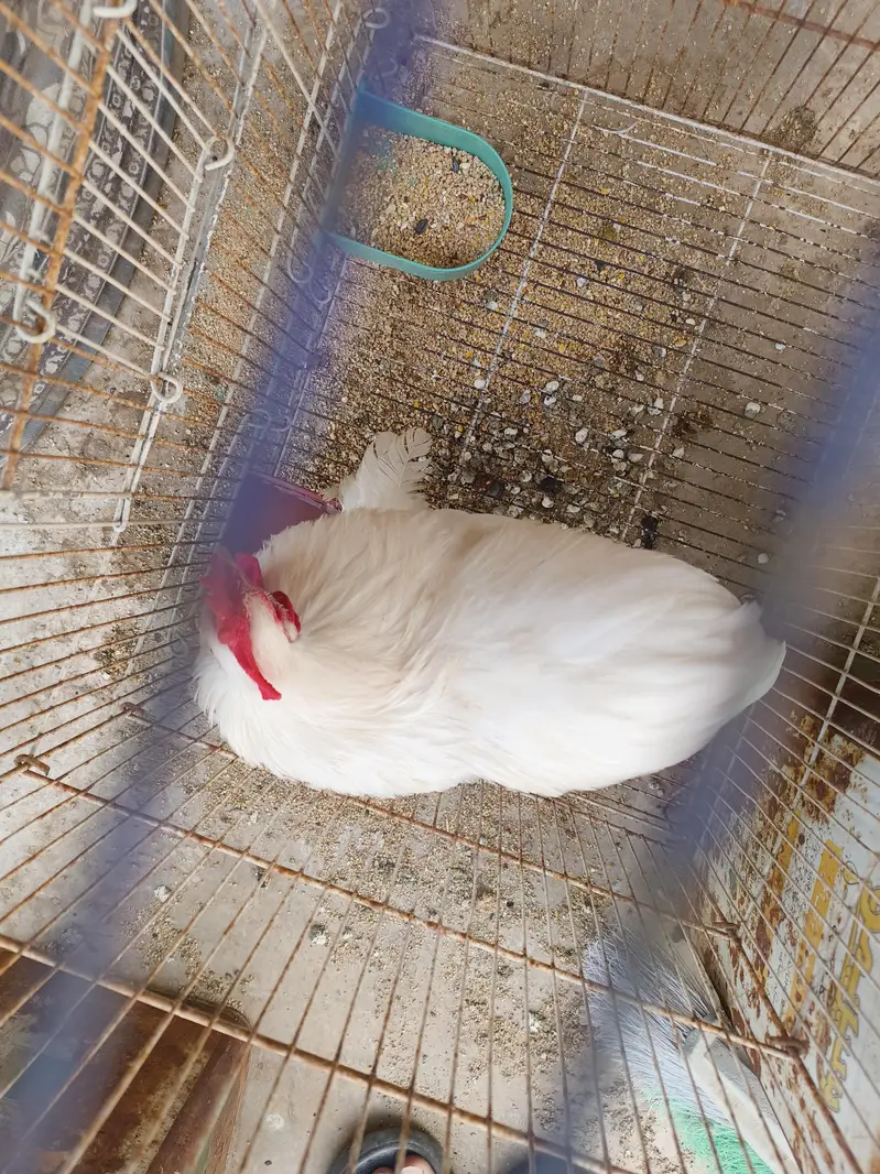 white Japanese Bantam — photo 6