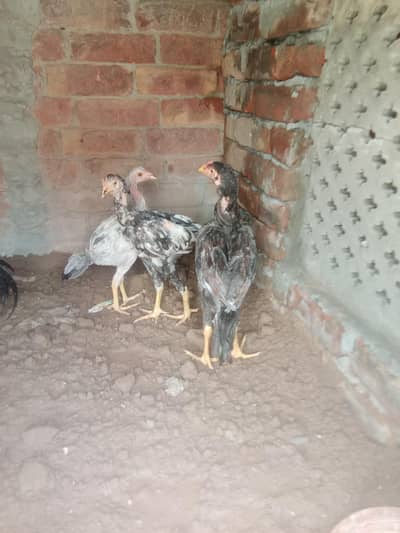 03477900263 WhatsApp