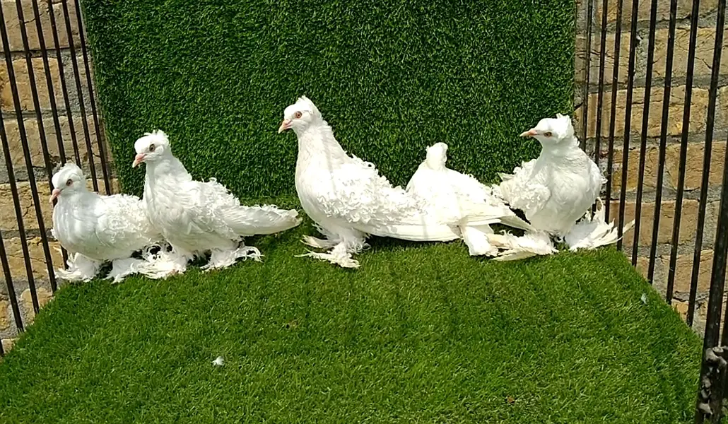 frillback chicks for sale in Islamabad