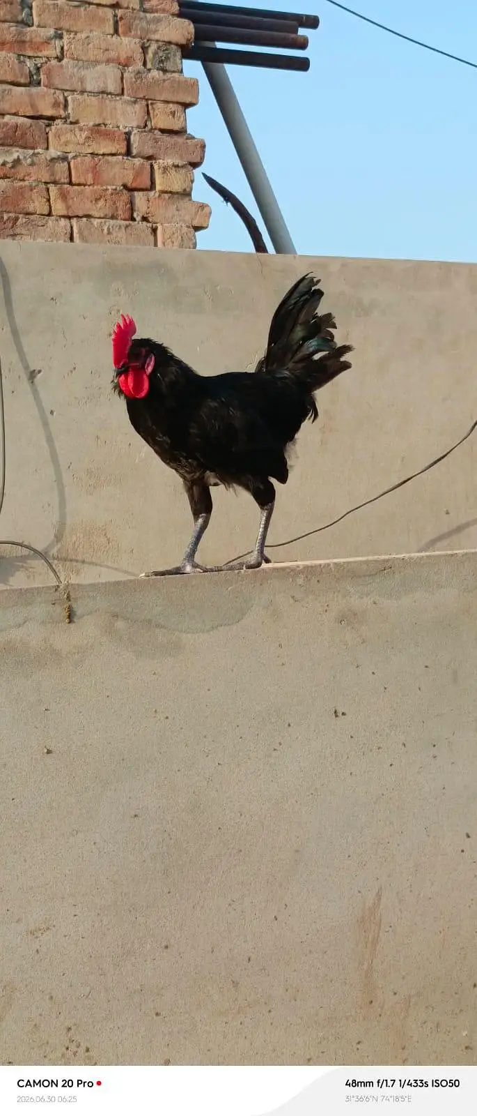 Male Astralorp — photo 3