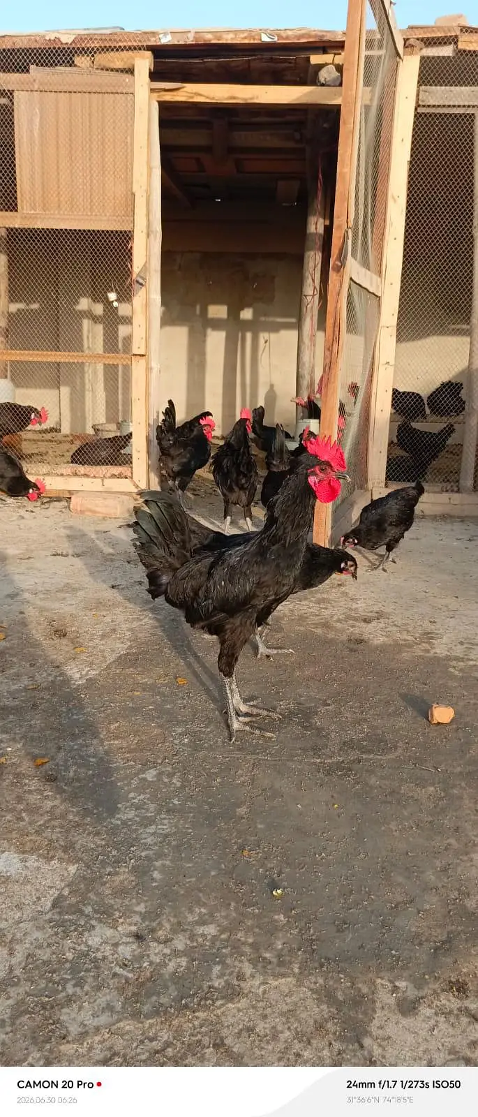 Male Astralorp — photo 7