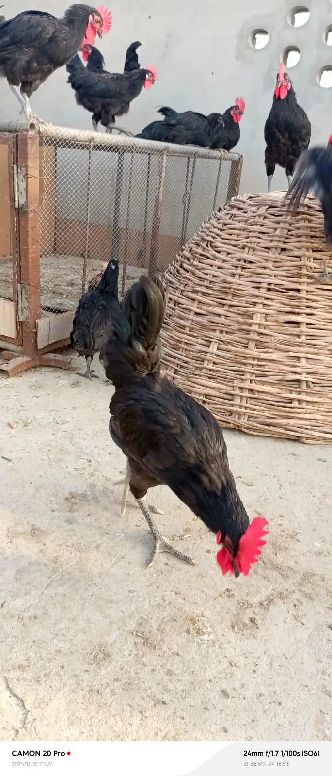 Male Astralorp — photo 12