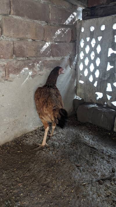 Aseel Female 2  egg da rhi han