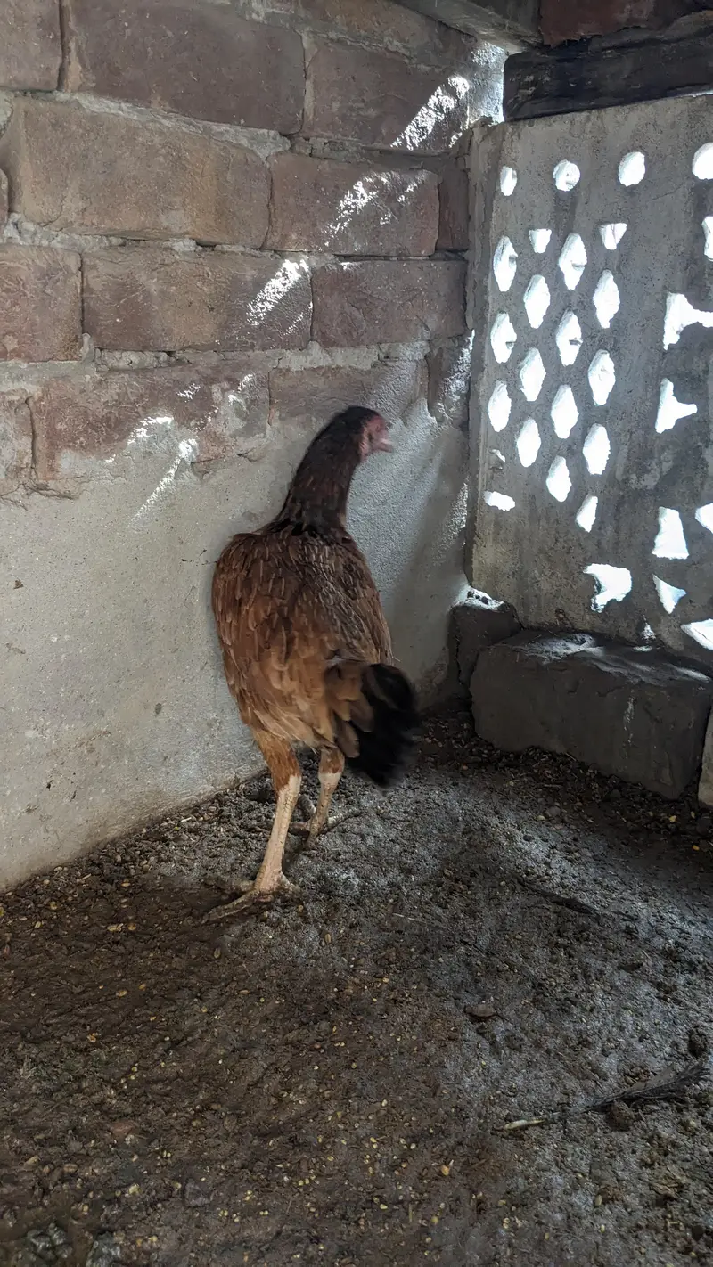 Aseel Female 2  egg da rhi han