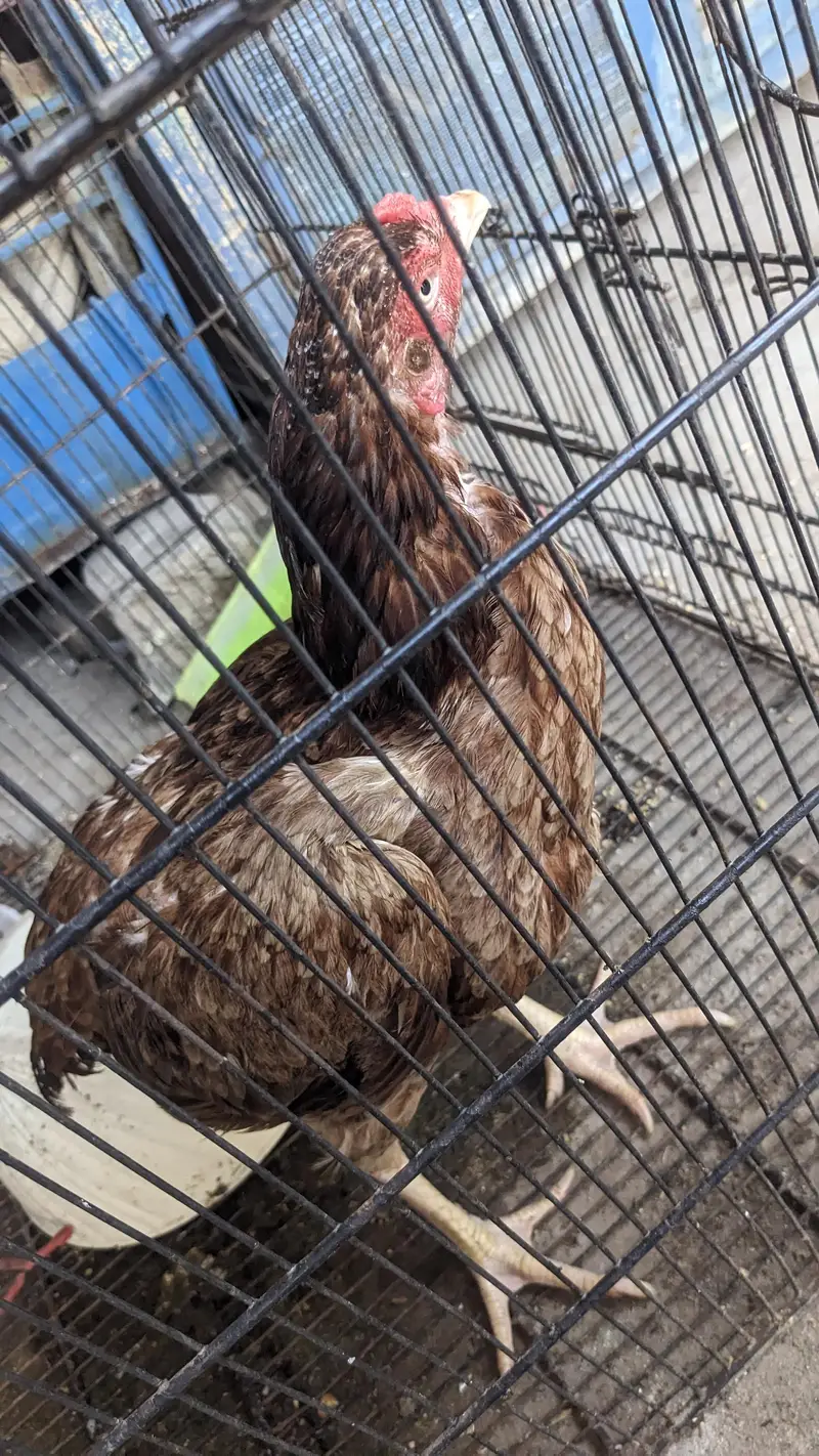 Aseel Female 2  egg da rhi han — photo 2