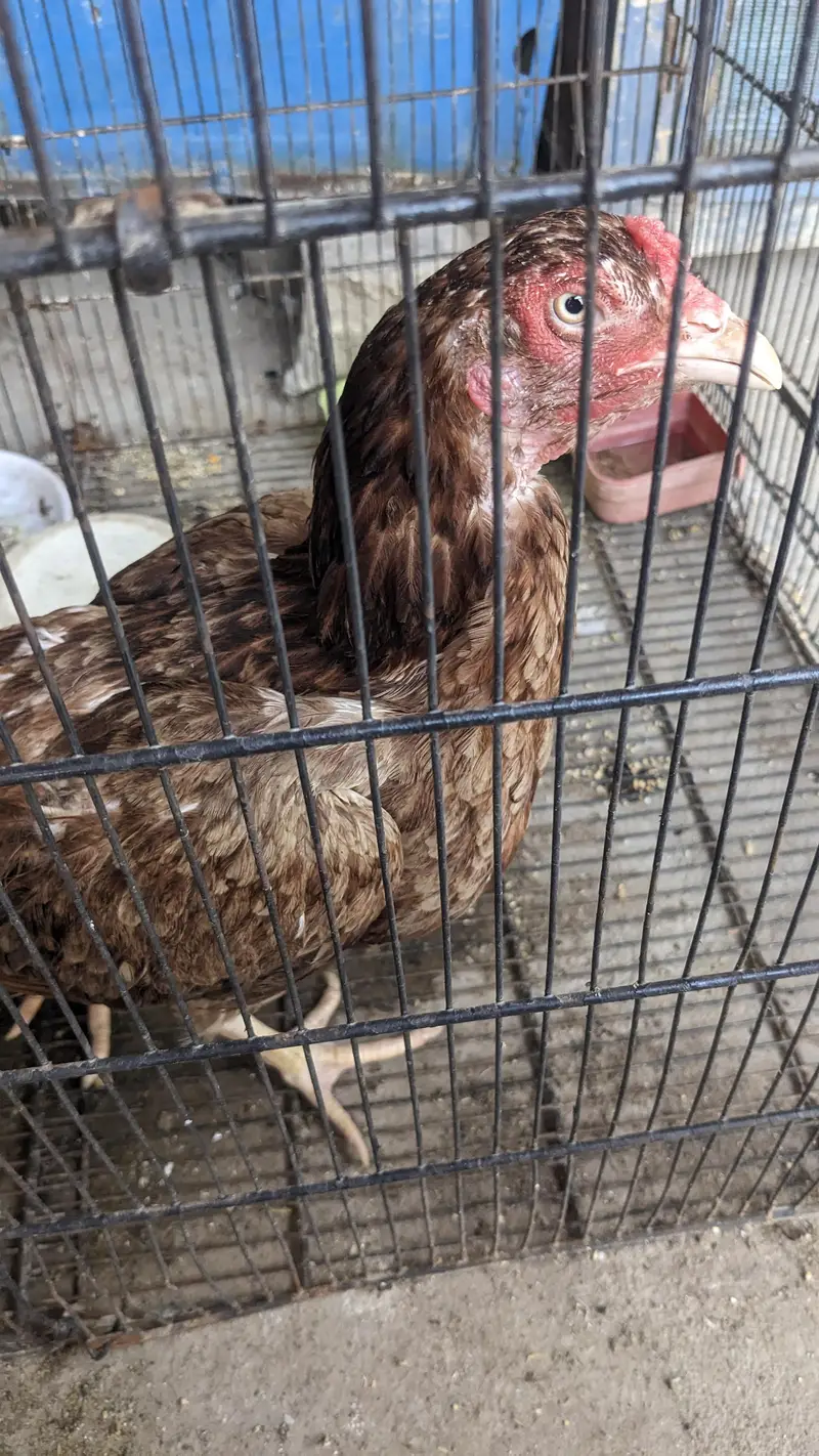 Aseel Female 2  egg da rhi han — photo 3