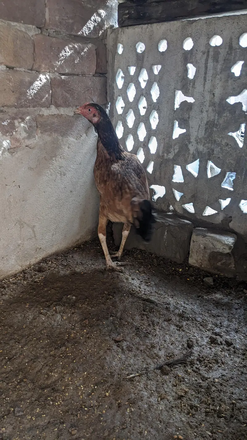 Aseel Female 2  egg da rhi han — photo 4