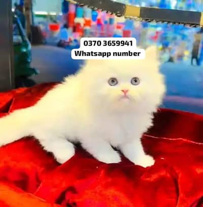 ( Persian Female Kitten ) For sale Contact WhatsApp