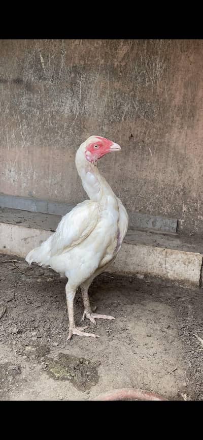 HEERA FEMALE | HEERA ASEEL | FEMALE | ASEEL | PAPER WHITE