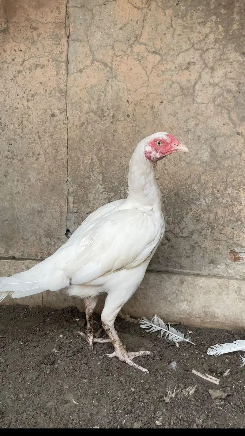 HEERA FEMALE | HEERA ASEEL | FEMALE | ASEEL | PAPER WHITE — photo 2