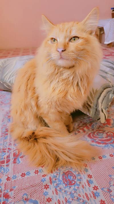 Male Persian Cat 2 Years Old for Sale – Karachi