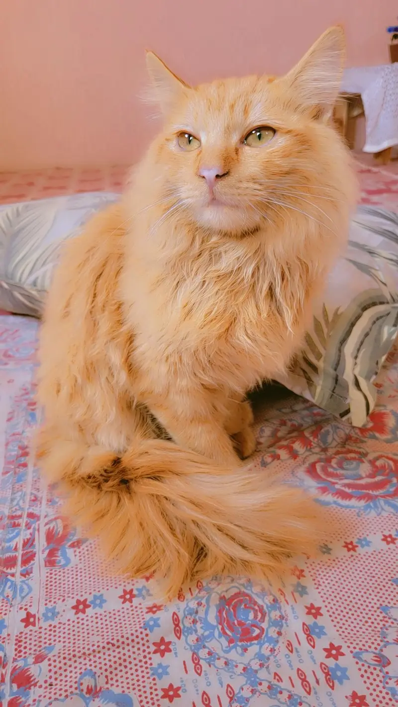 Male Persian Cat 2 Years Old for Sale – Karachi