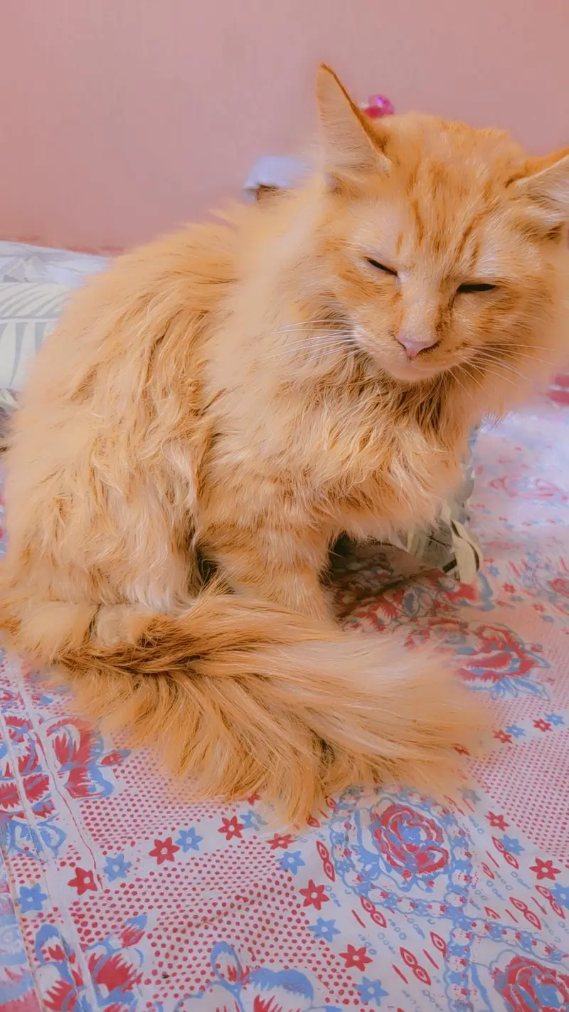 Male Persian Cat 2 Years Old for Sale – Karachi — photo 2