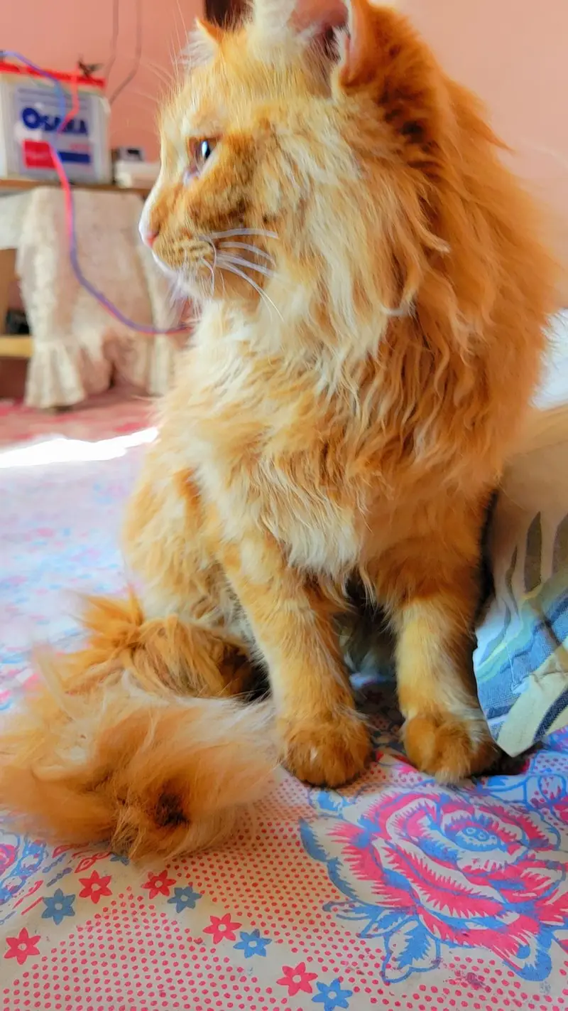 Male Persian Cat 2 Years Old for Sale – Karachi — photo 3