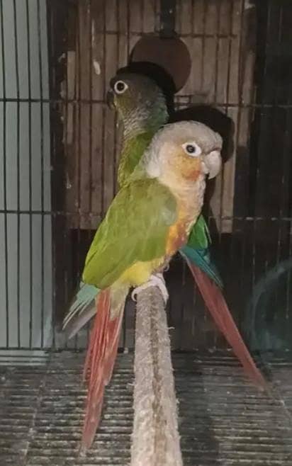 conure piar 0