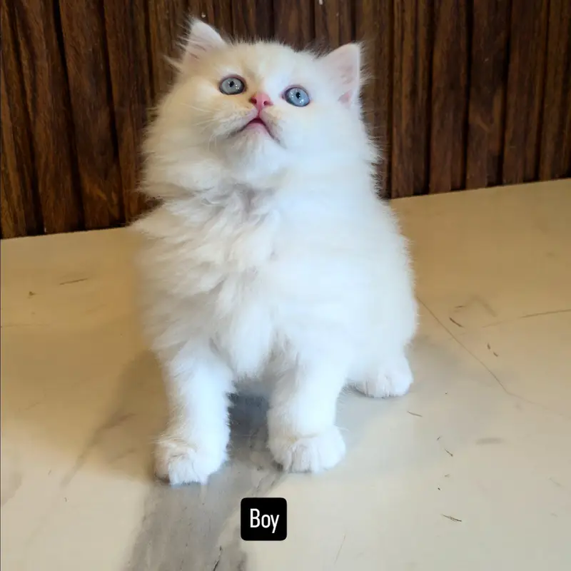 White Persian Kittens/Triple coated/blue eyes/Cats/Male/Female — photo 3