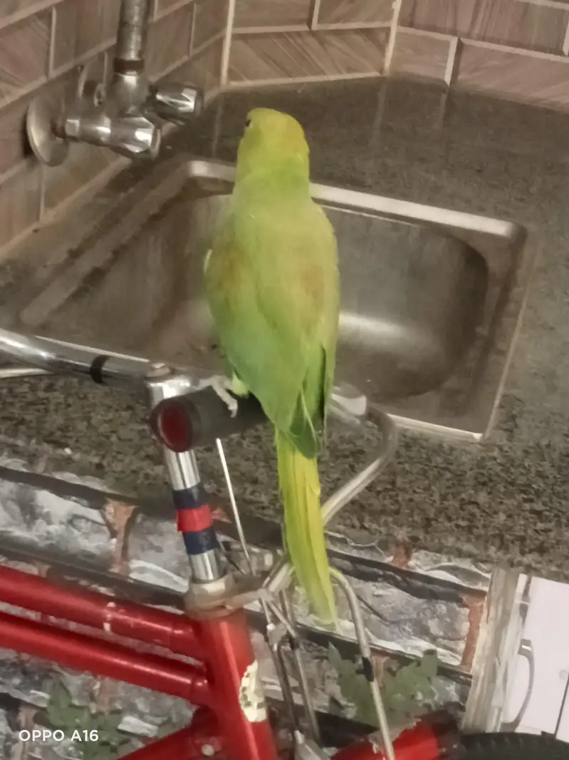 Green female hai — photo 3