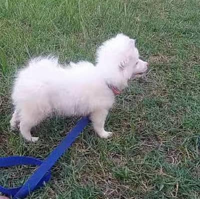 o siez russain pink nose femle for sale