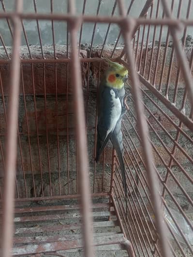 cocktail parrot male for sales
