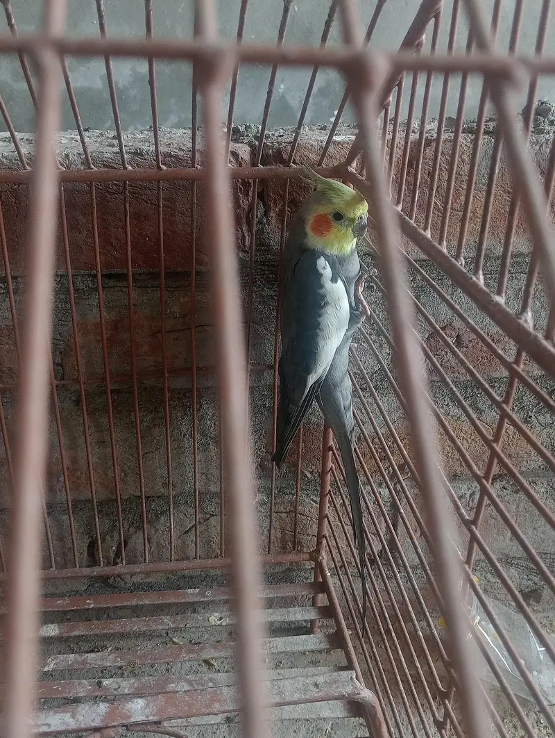 cocktail parrot male for sales