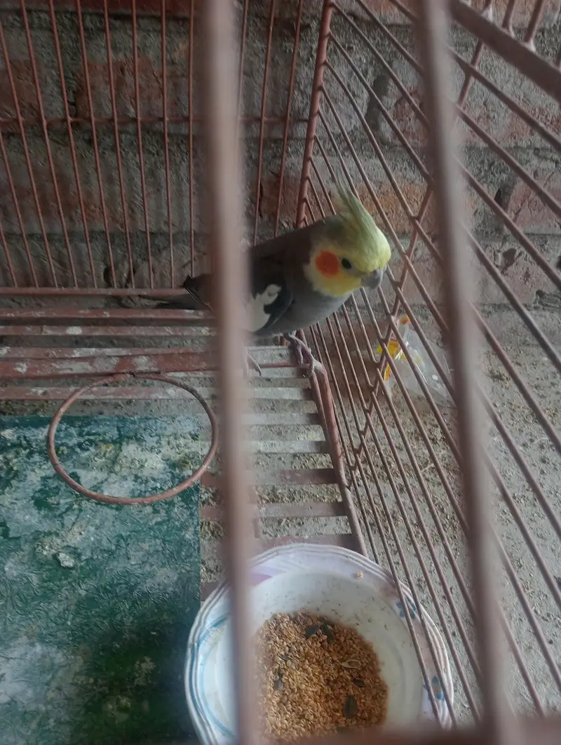 cocktail parrot male for sales — photo 2