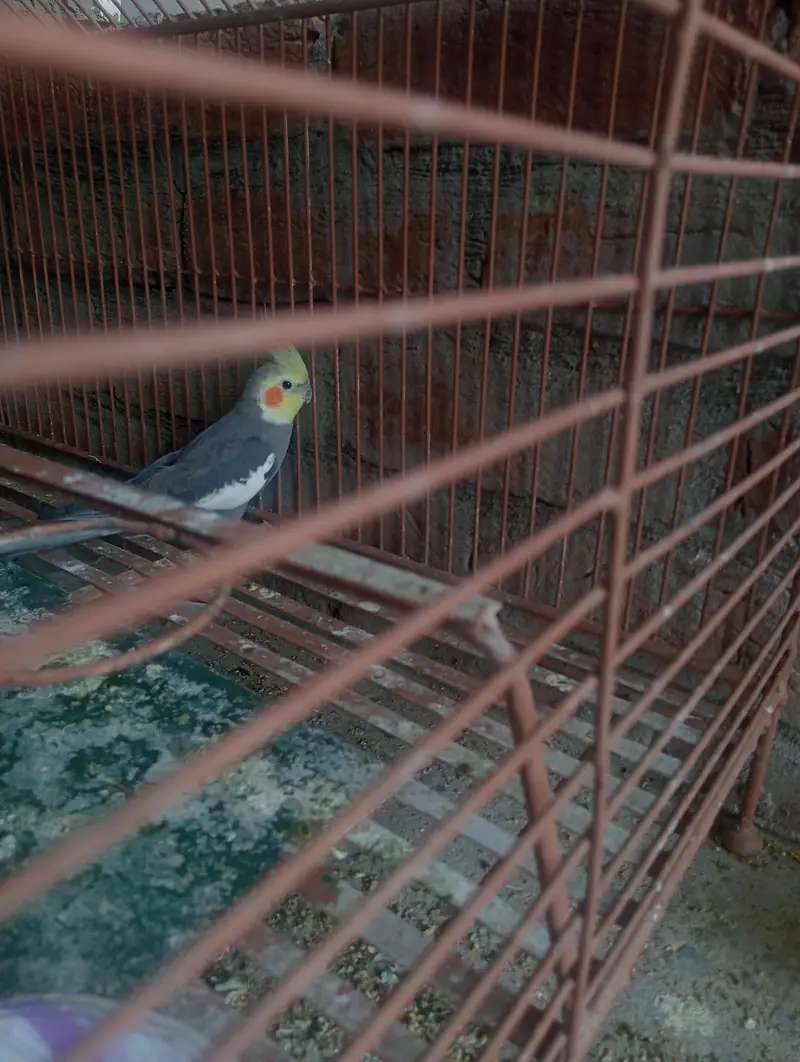 cocktail parrot male for sales — photo 3